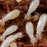 如何科學(xué)防治，白蟻頻頻出沒(méi)