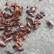 天氣變冷蟑螂都藏到哪去了呢？