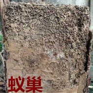 別墅墻體挖出超大白蟻巢！??！