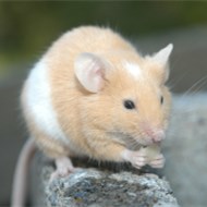 9大滅鼠奇招?。。? />             <div   id=