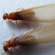 這兩天在珠海飛進家里的就是白蟻，請預防！