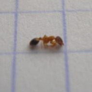 滅蟻施藥后無效，到底怎么辦